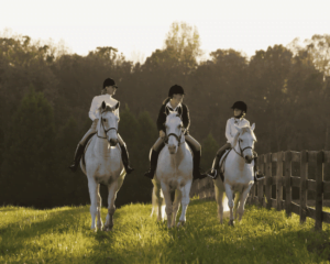 Training & Riding Techniques