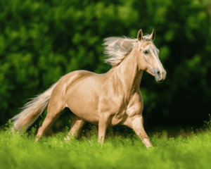 Horse Breeds