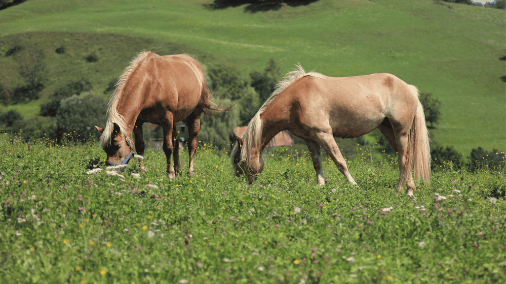 Unique Horse Species Unique Horse Species