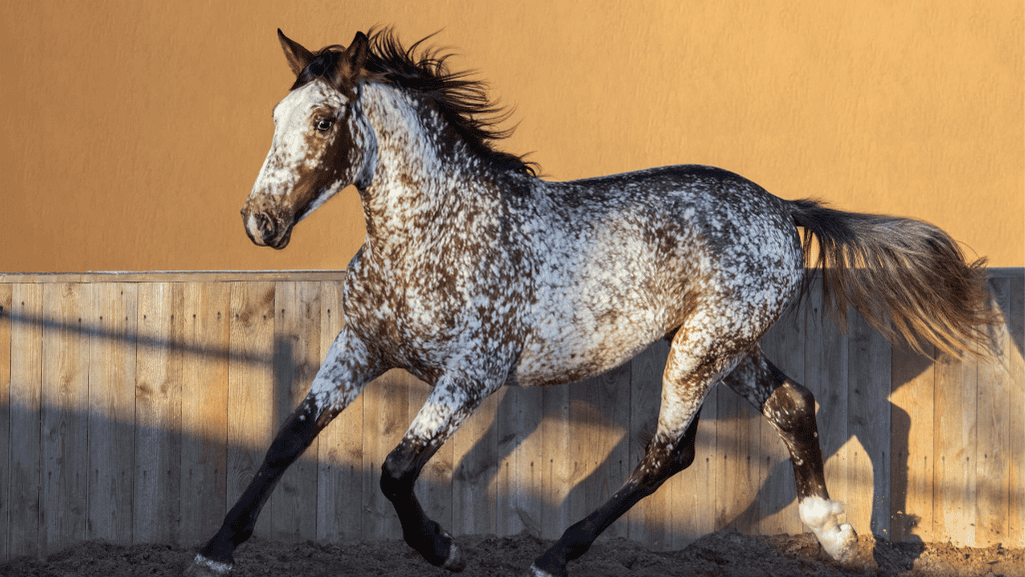 Distinctive Horse Breeds Distinctive Horse Breeds