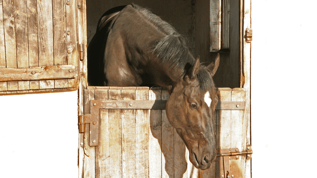 Equine diet impacting dental health
