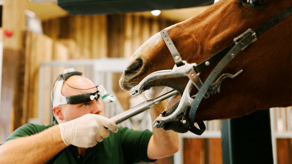Equine diet impacting dental health