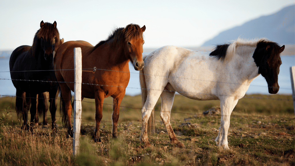 American Quarter Horse Action
