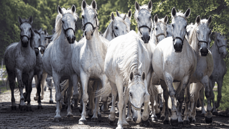 Discover Popular American Horse Breeds: Icons of the West 13 popular american horse breeds