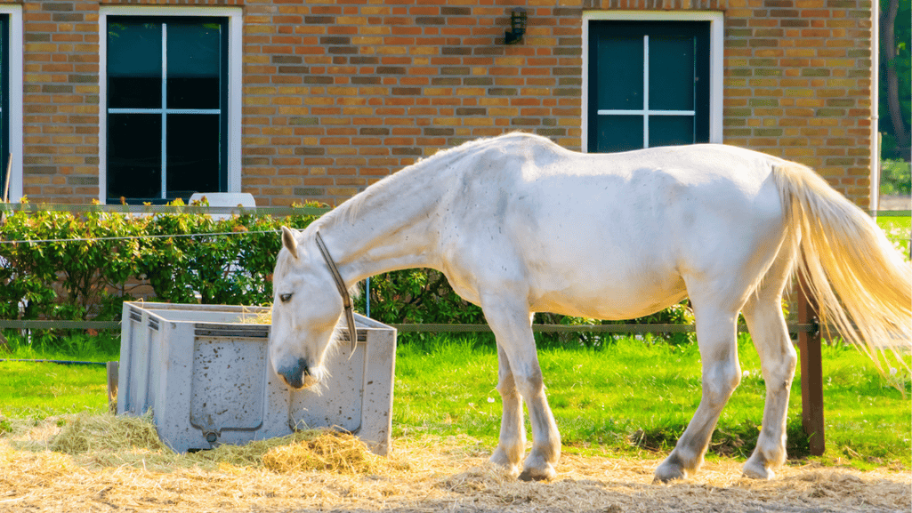 popular American horse breeds