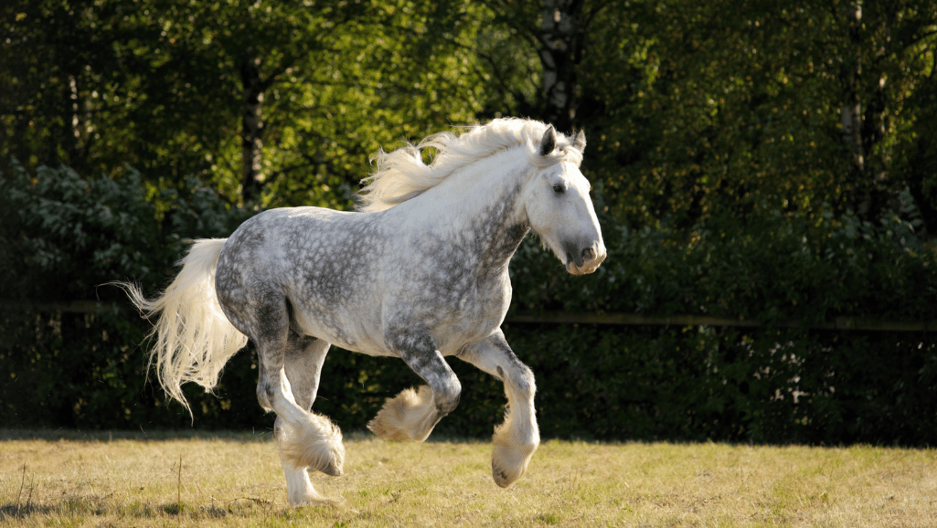 Badass Names for Grey Horses: Epic Equine Titles 1 badass names for grey horses