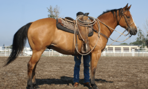 custom roping saddles horses