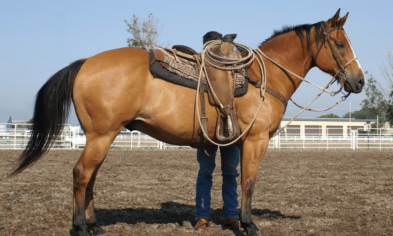 Custom Roping Saddles Horse: Tailored Performance 1 custom roping saddles horses