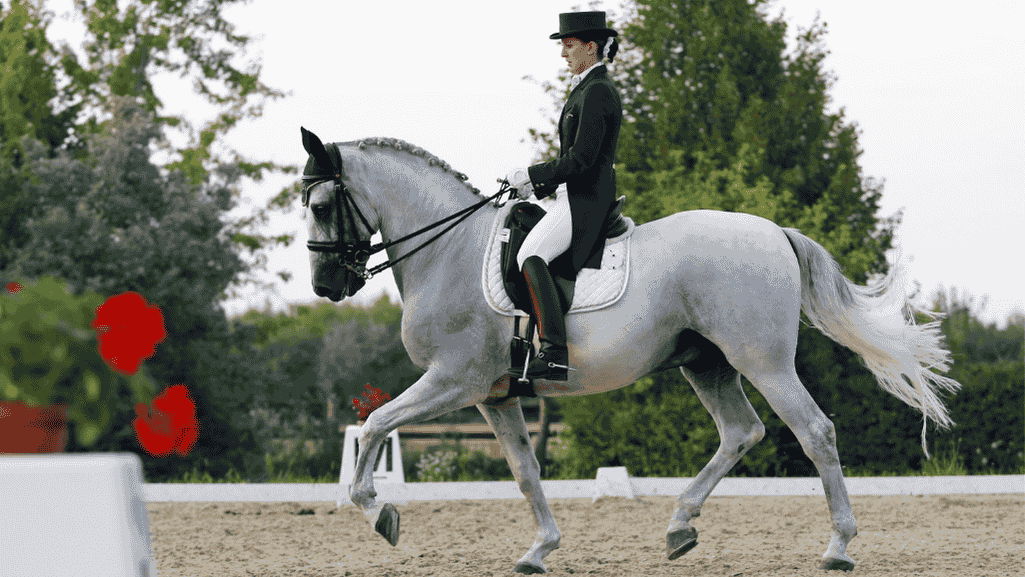 dressage dressage
