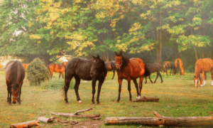 popular american horse breeds