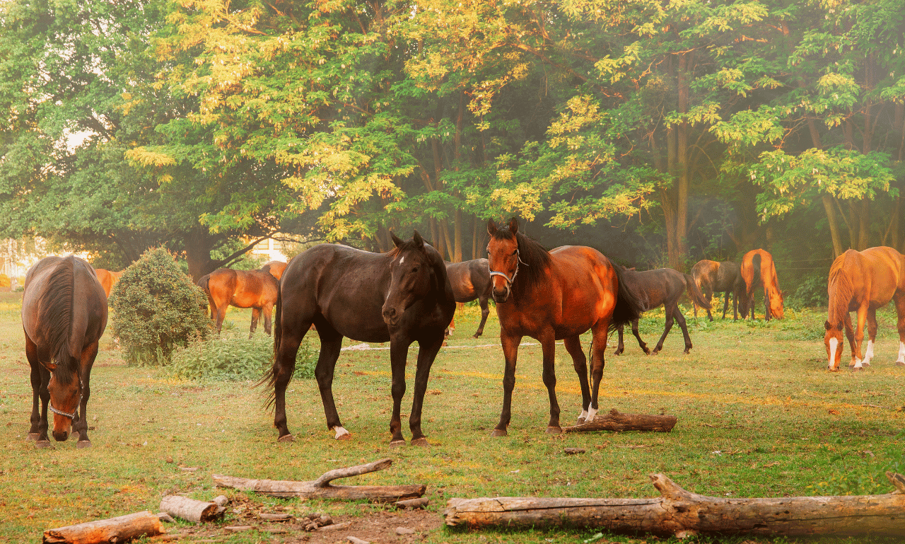 popular american horse breeds