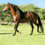 quarter horse vs thoroughbred