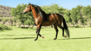 quarter horse vs thoroughbred