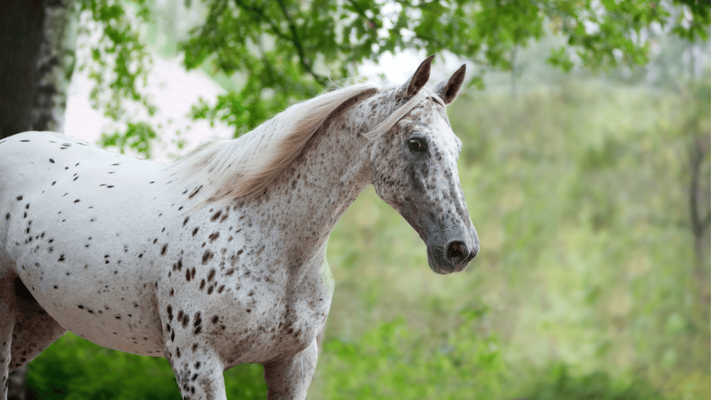 unique characteristics of american horse breeds