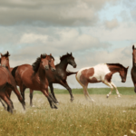 Uncommon Horse Breeds