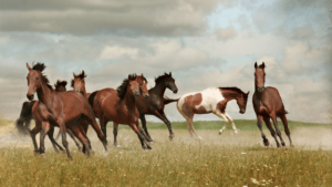 Uncommon Horse Breeds