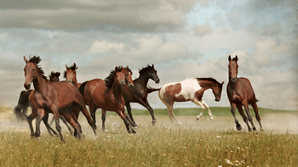 Discover Uncommon Horse Breeds: Rare Equines Await 1 Uncommon Horse Breeds