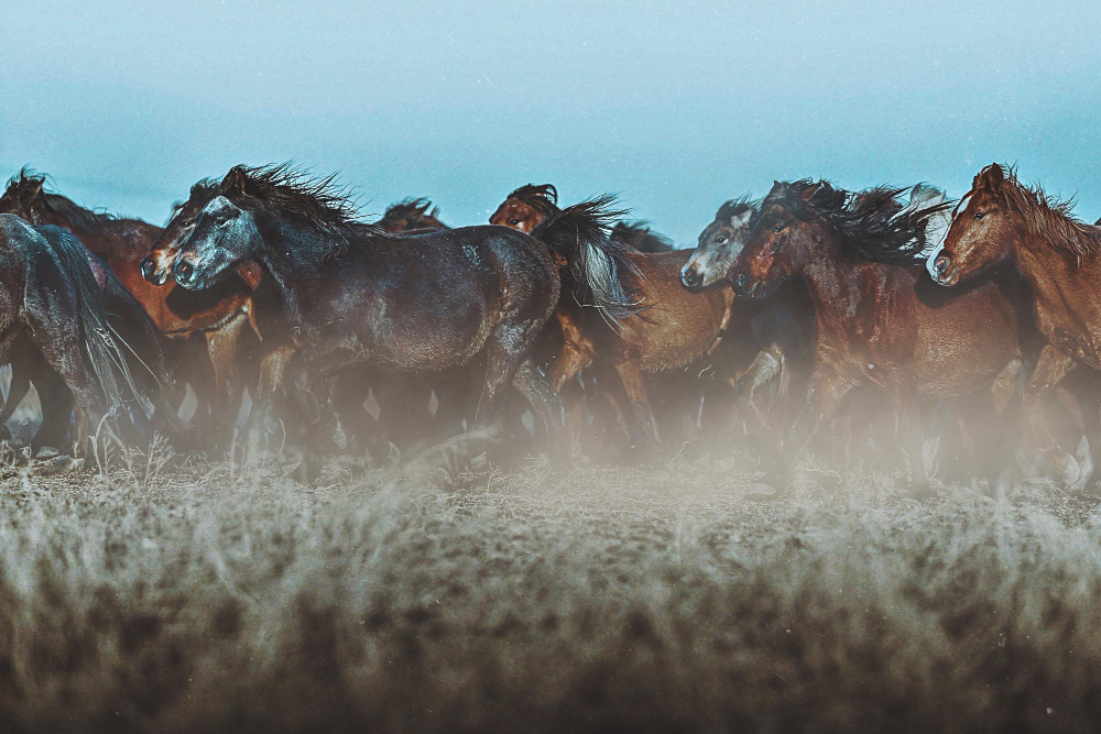 Wild Heard of Horses