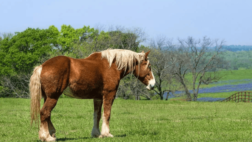Belgian Draft Horse in a field