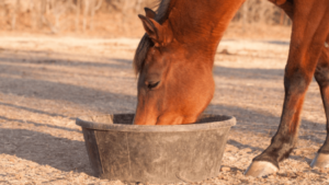 Best Equine Dewormer