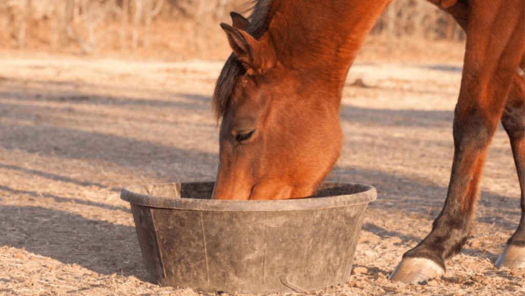 Best Equine Dewormer