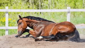 Colic in Horses