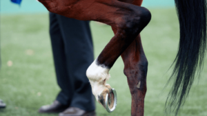 Horse Injuries