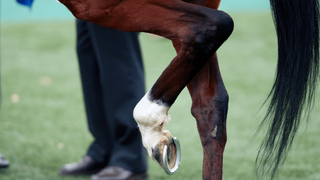 Horse Injuries