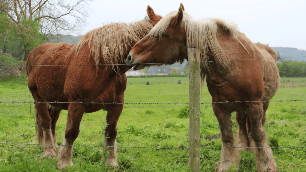 Percheron horse, a giant equine breed
