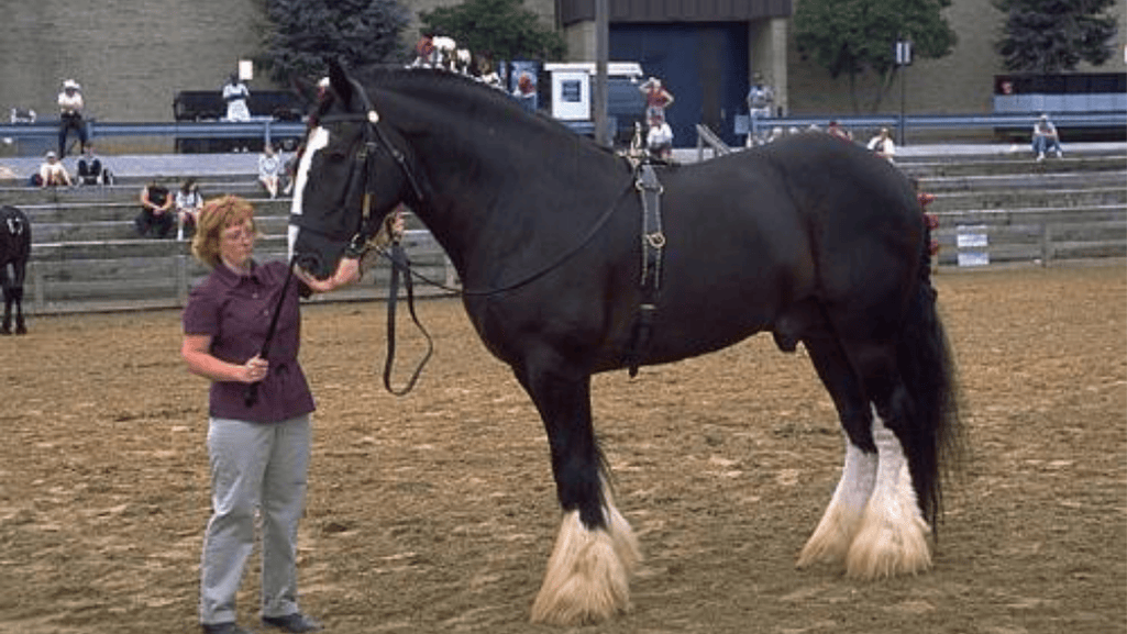 Shire horse, the biggest horse breed