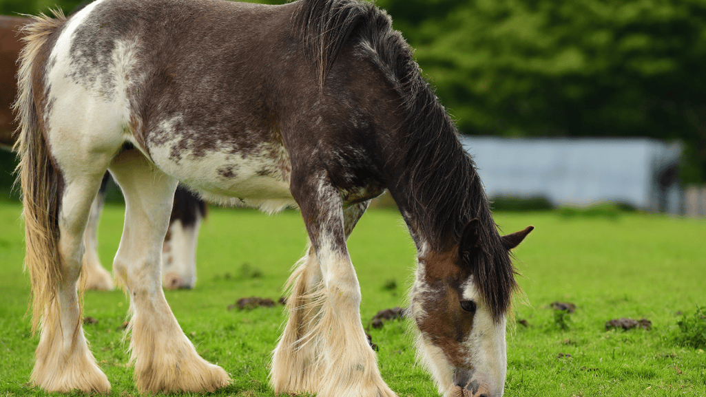 Towering gentle giants: Clydesdale horses