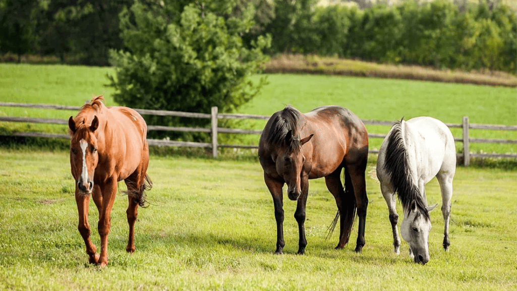 top-rated equine dewormers