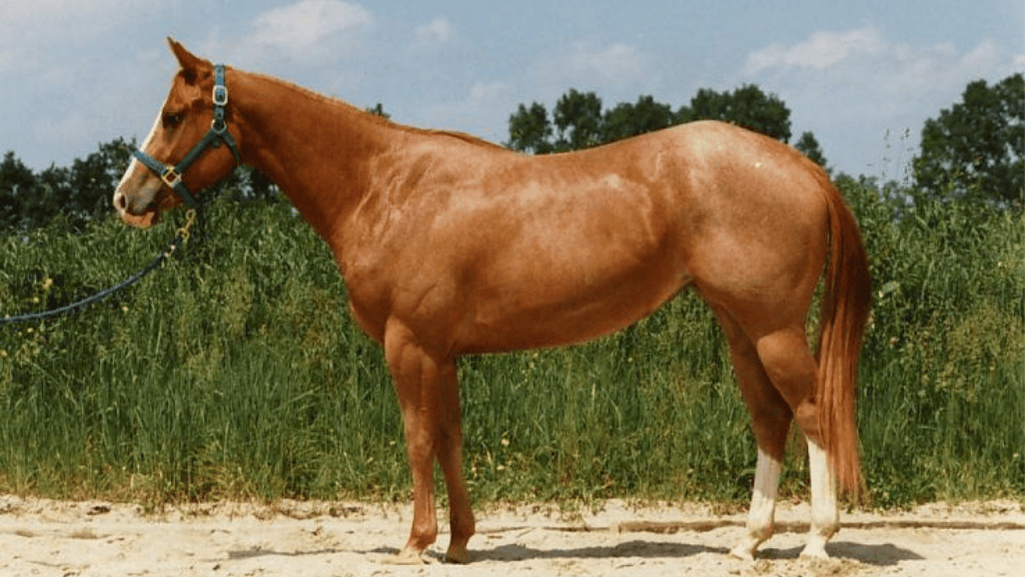 American Quarter Horses