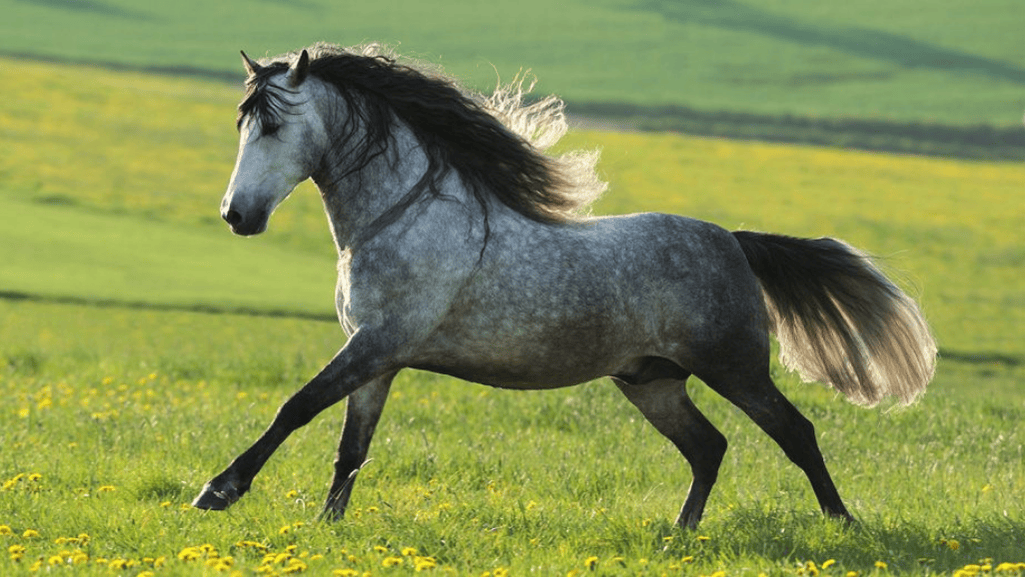 Andalusian Horses