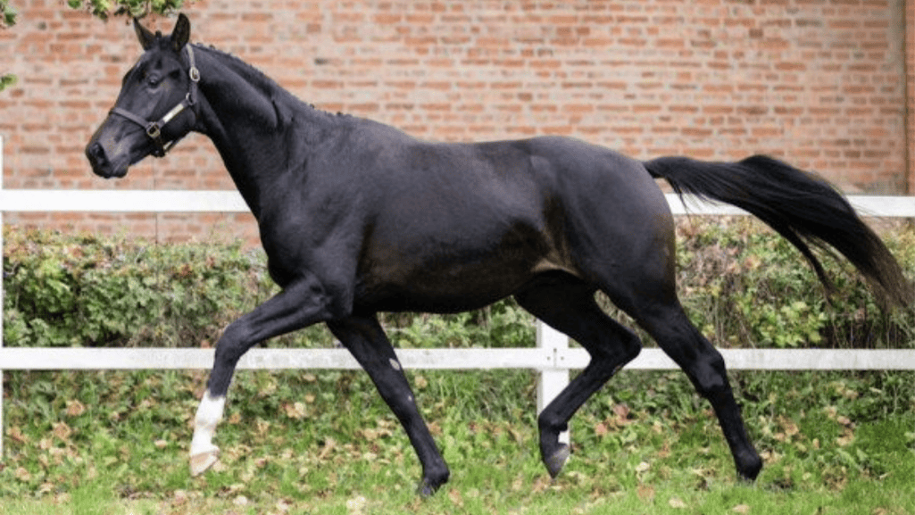 Annihilator Dark Horse