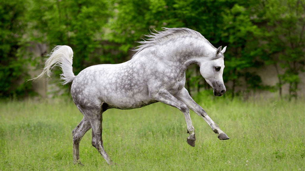 Arabian Horses Graceful and Intelligent and Favorite Horse Breeds