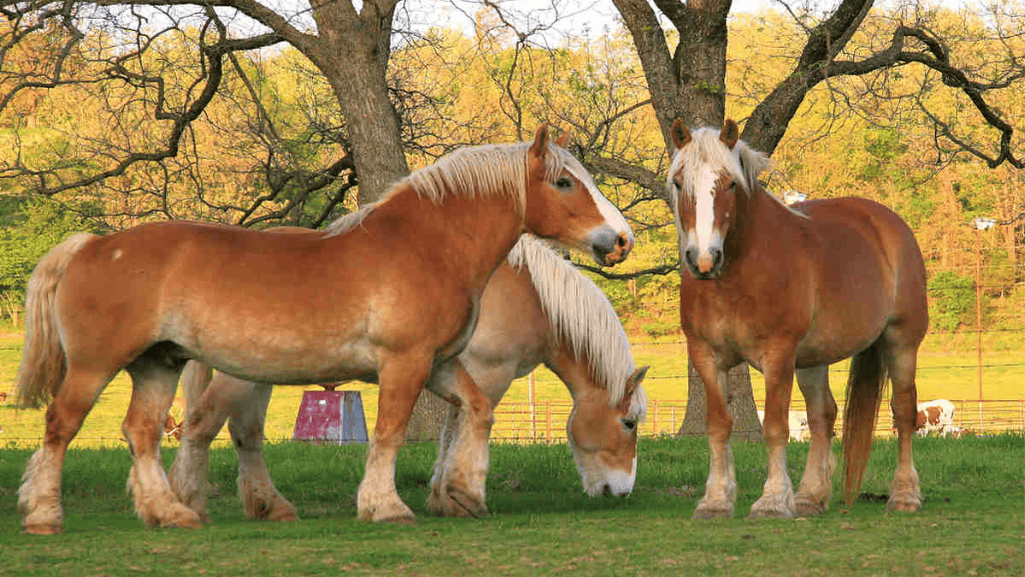 Belgian Drafts The Heavyweights of Horse Breeds and  How Tall Are Horses