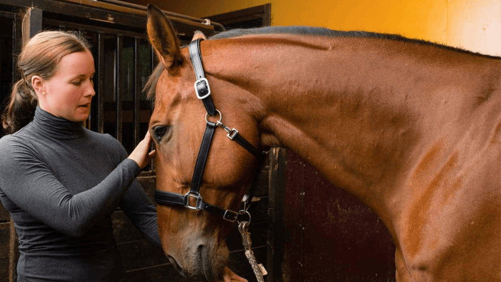 Common Misconceptions About Horse Weight