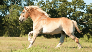 Different Types of Draft Horses
