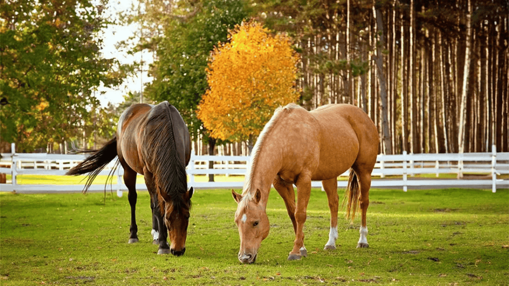 Favorite Horse Breeds