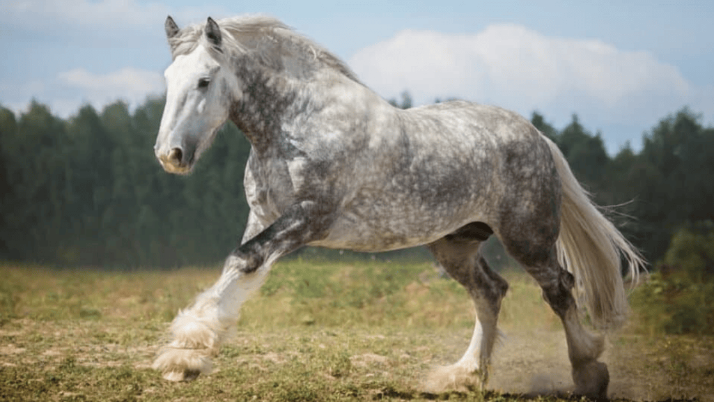 Functional Heights Work and Leisure Uses of Tall Horse Breeds 