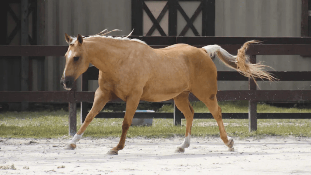 Gold Horse Names Male