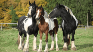 Horse Breed Chart