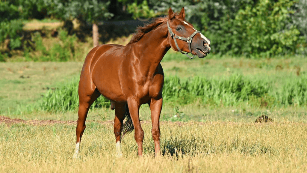 Horse Names for Red Horses
