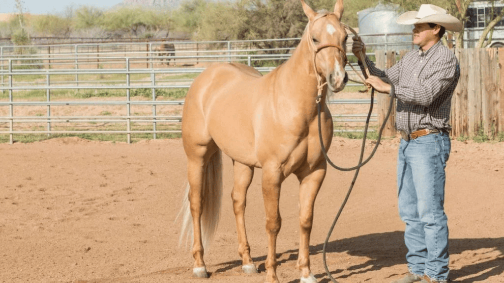 How Much Does an Adult Horse Weigh