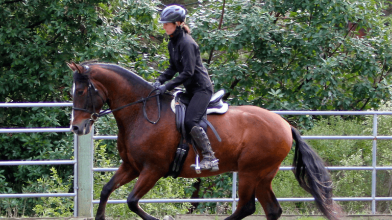 Ideal Horse Size for Rider Height: Find Your Match 1 How to Choose Horse Size According to Rider Height 2