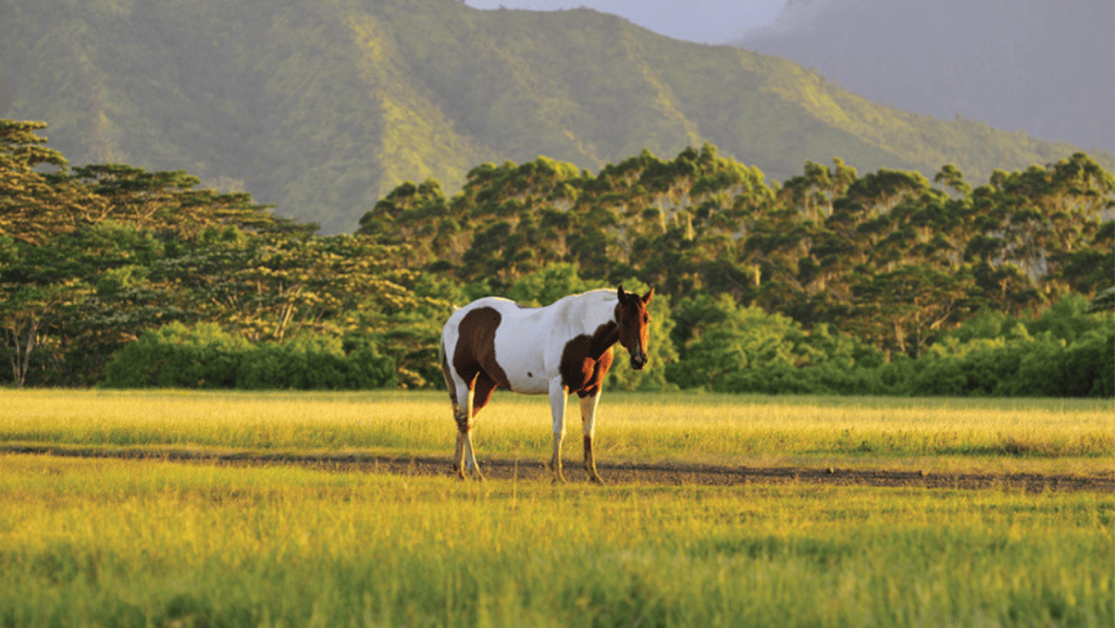 Maintaining a Healthy Weight for Your Horse