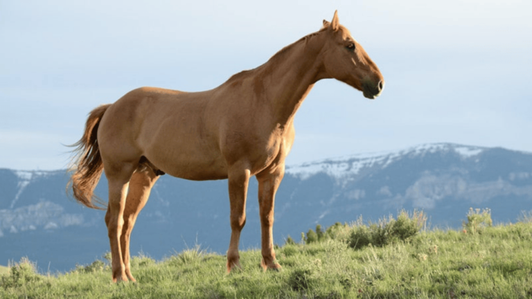 Top Male Horse Names - Inspiring & Strong Choices 19 Male Horse Names