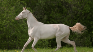 Most Expensive Horse