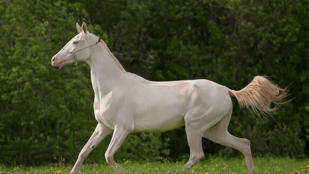 Most Expensive Horse